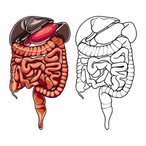 Anatomie Corps Humain Anatomie Du Corps Humain Organes Corps Humain