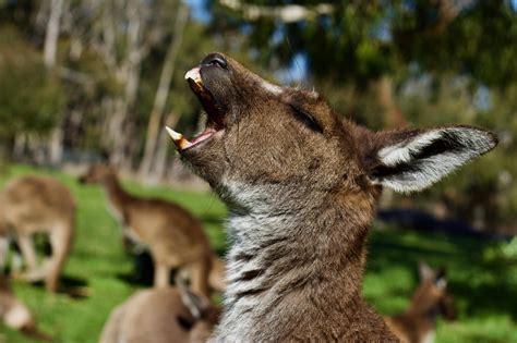 Kangaroo baring its teeth [5184 x 3456] : r/wallpapers