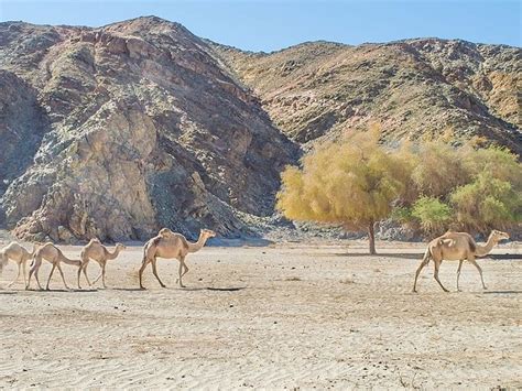 Wadi El Gemal Hamata National Park Archiqoo