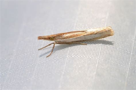 Crambus From Rue Beach M Tis Sur Mer Qc Canada On August At