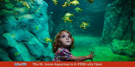 When Does The New Aquarium Open In St Louis - Aquarium Views