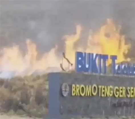 Apa Itu Flare Pemicu Kebakaran Bukit Teletubbies Bromo Saat Foto Prewed