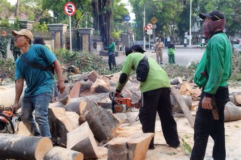 Foto Pohon Beringin Tumbang Di Depan Rumah Dinas Panglima Tni Diduga