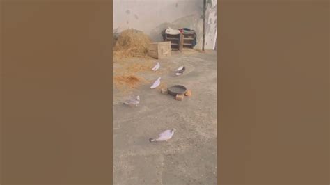 कबूतर हिमांशु भाई ने अभी अभी पड़ा है Pigeon Pigeonloves Funny Birds