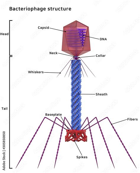 Bacteriophage Structure Labeled