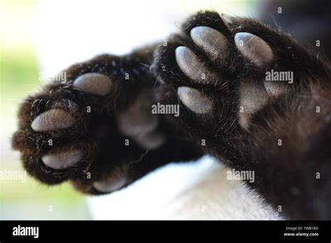 The underside of cat paws, closeup Stock Photo - Alamy