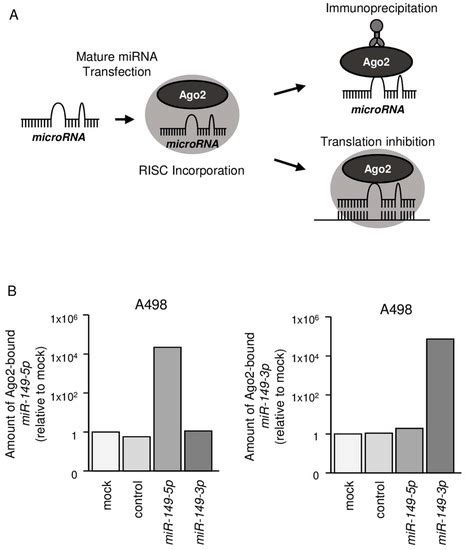 IJMS Free Full Text Dual Strands Of Pre MiR 149 Inhibit Cancer Cell