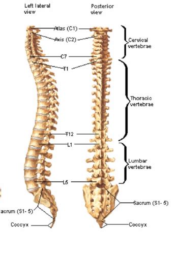 KINE 390 Vertebral Column Trunk Flashcards Quizlet