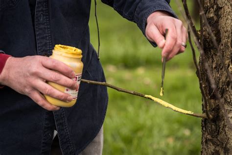 Steps To Grafting Fruit Trees