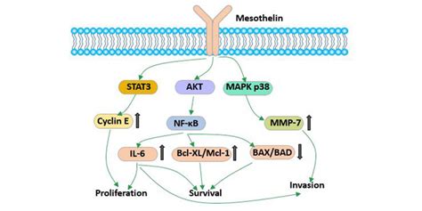 Mesothelin A Rising Star Of Cancer Immunotherapy Cusabio