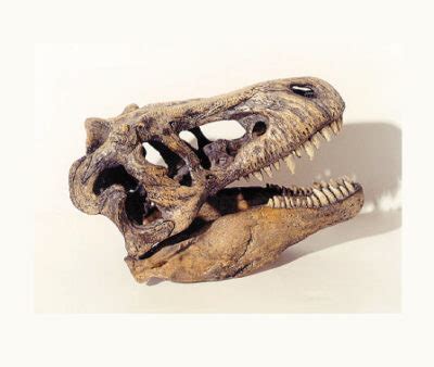 Tyrannosaurus-Rex 1:9 Skull Replica - SkeletonsAndSkulls