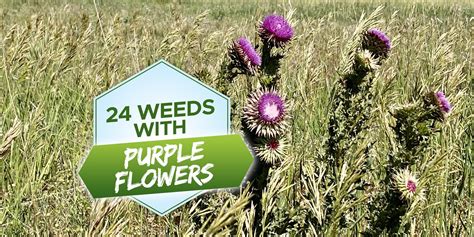 24 Weeds With Purple Flowers To Identify In Your Garden - Grow Your Yard