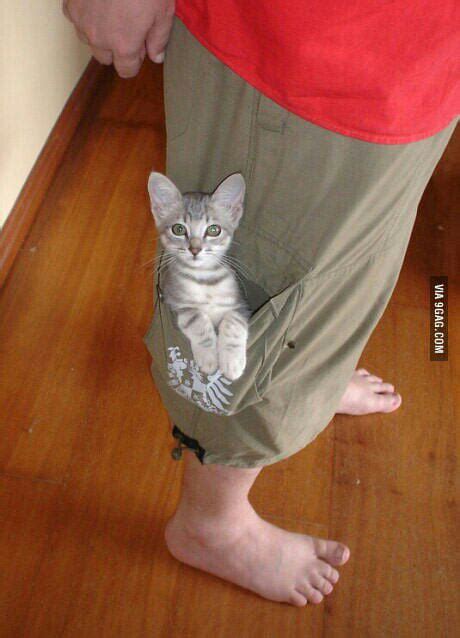 Pocket Pussy 9gag