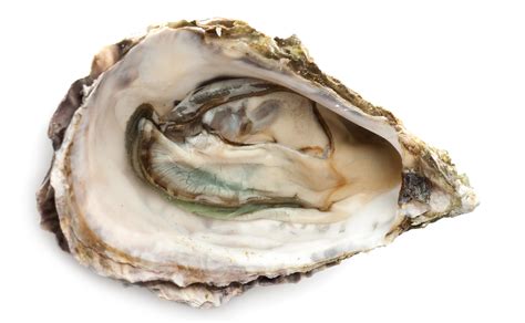 Oyster Shell 2 - Homeopathy Plus