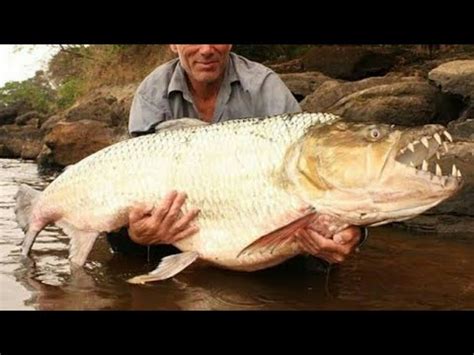 Peixe Tigre Golias O Monstro Do Rio Congo Youtube