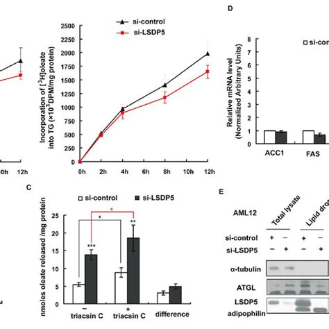 The Overexpression Of LSDP5 Increased Cellular TG Storage In AML12