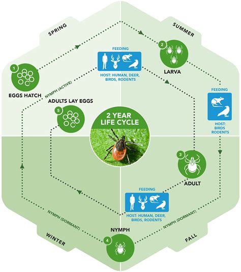 The Tick Life-cycle: What You Need To Know