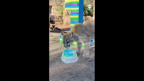 Video Rescued puma cubs celebrate first birthday - ABC News