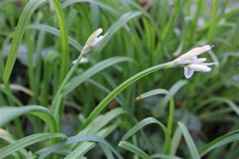 THREE CORNERED GARLIC CONTROL - Environment Controls