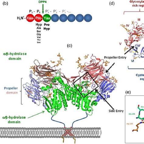 Crystal Structure Of Human Dipeptidyl Peptidase 4 Dpp4 And Bovine