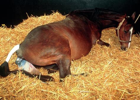 Mare Giving Birth To A Foal Photograph by Pascal Goetgheluck/science Photo Library - Fine Art ...