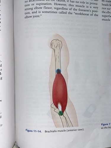 Muscles Of The Elbow Forearm Flashcards Quizlet