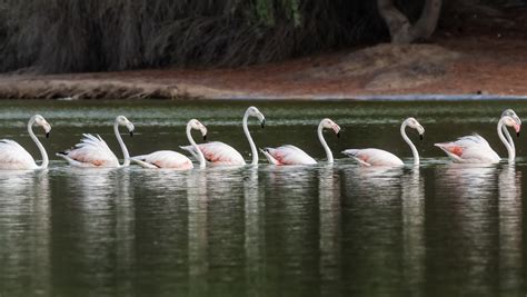 Flock of Flamingo · Free Stock Photo