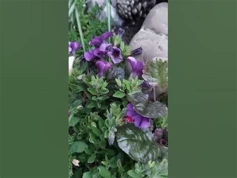 Мини- петуния на альпийской горке # Zauberglöckchen # Mini-Petunie ...