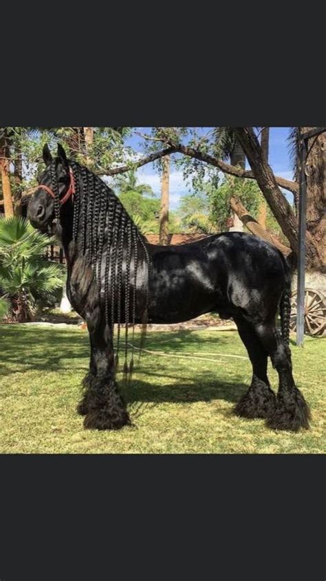 El Elegante Caballo Frederik El Caballo Más Guapo Del Mundo