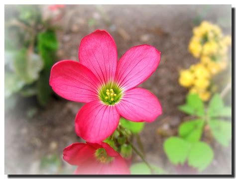 Lucky Flower Flor Afortunada Amazing Flowers Planting Flowers Plants