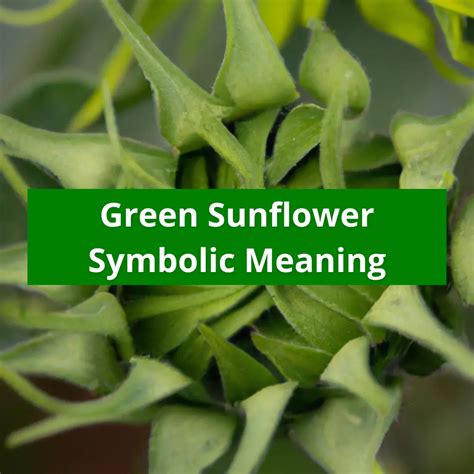 Green Sunflower Symbolic Meaning Symbolic Meaning Of A Flower