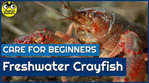 Freshwater Crayfish Care Beginners Guide Youtube