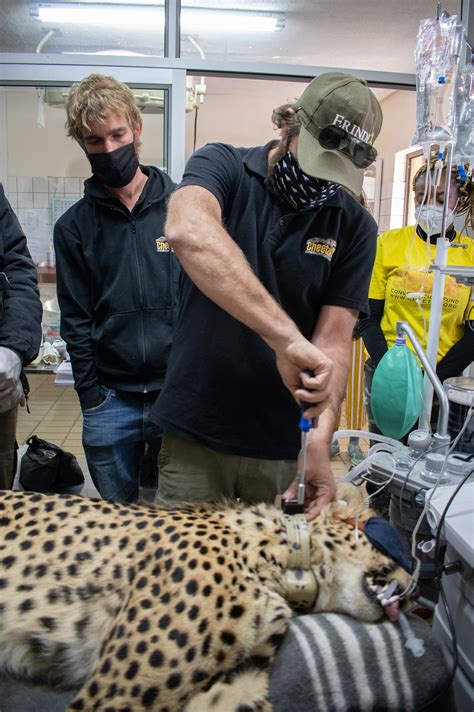 Cheetahs In India — Experience Wildlife