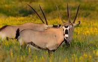 Botswana National Parks - Wildlife Conservation