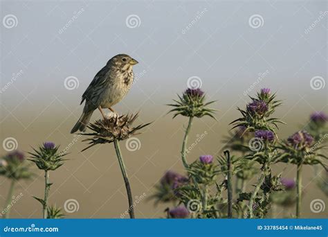 Corn Bunting Emberiza Calandra Stock Photo Image Of Corn Nature