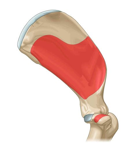 Músculo subescapular Inserciones musculares vet Anatomy IMAIOS