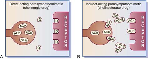 Cholinergic Agonists and Anticholinergics | Nurse Key