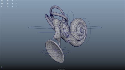 Cochlea With Ear Ossicles 3d Model Turbosquid 2190696