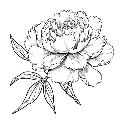 Premium Vector Hand Drawn Sketch Peony Flower Illustration