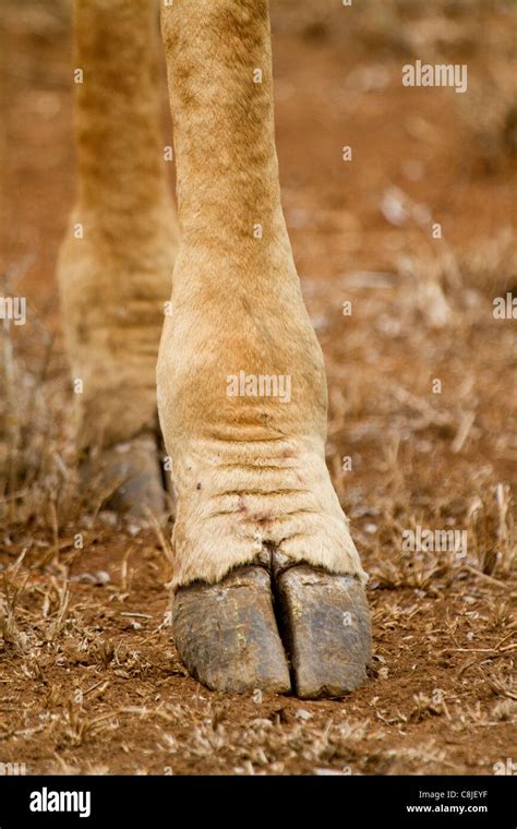 Giraffe Feet High Resolution Stock Photography and Images - Alamy