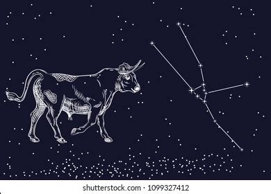 Vector Image Taurus Constellation Taurus Zodiacal Stock Vector Royalty