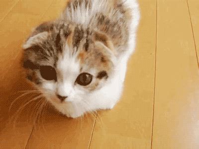 Cute Kitten Looking Sad GIF | GIFDB.com