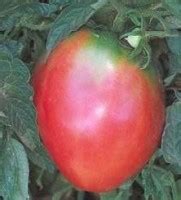 Oxheart Pink Tomaten Samen Bestellen Chili Shop De