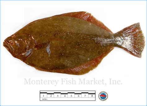 Fluke - Monterey Fish Market Seafood Index — Monterey Fish Market