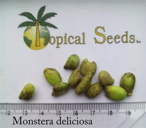 Monstera deliciosa (medium) Seeds