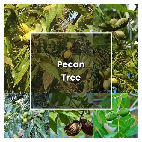 How To Grow Pecan Tree Plant Care And Tips Norwichgardener