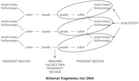 Budowa Dna Jako No Nika Informacji Genetycznej Biologia Opracowania Pl