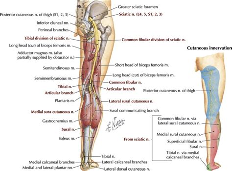 Common Fibular Nerve