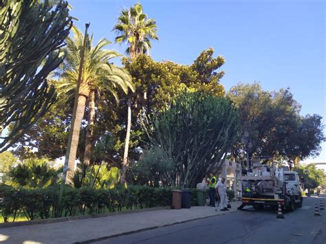 Reggio Calabria Sul Lungomare Trattamenti Contro Il Punteruolo Rosso