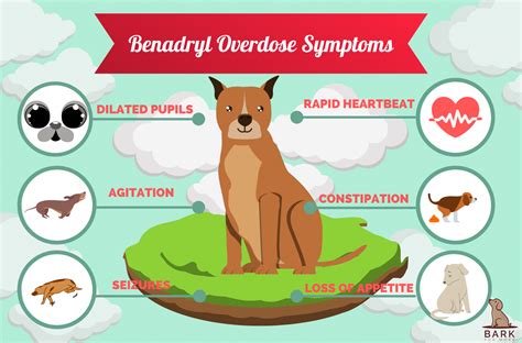 Benadryl For Dogs: Indications, Considerations, And Everything Else You Should Know | Bark For More